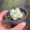 Crassula Moonglow variegata
