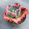 Echeveria 'Tutti Frutti'