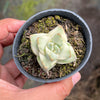 Crassula Moonglow variegata