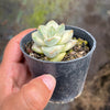 Crassula Moonglow variegata