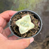 Crassula Moonglow variegata