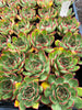 Echeveria 'Puli-lindsayana'