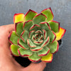 Echeveria 'Puli-lindsayana'