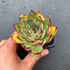 Echeveria 'Puli-lindsayana'