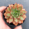 Echeveria 'Cat's Eye'