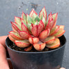 Echeveria 'Cat's Eye'