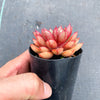 Echeveria 'Cat's Eye'