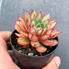 Echeveria 'Cat's Eye'