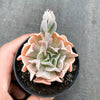 Echeveria ‘Swan Lake’
