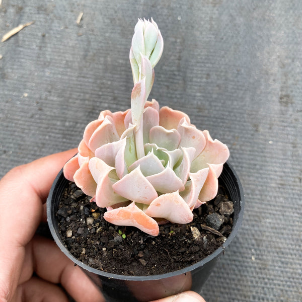 swan lake succulent Echeveria 'Swan Lake' – LET LOVE GROW (Succulent & Cactus)