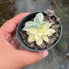Echeveria Subsessilis Variegated