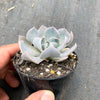 Echeveria ‘Swan Lake’