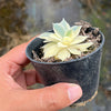 Echeveria Subsessilis Variegated
