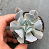 Echeveria ‘Swan Lake’