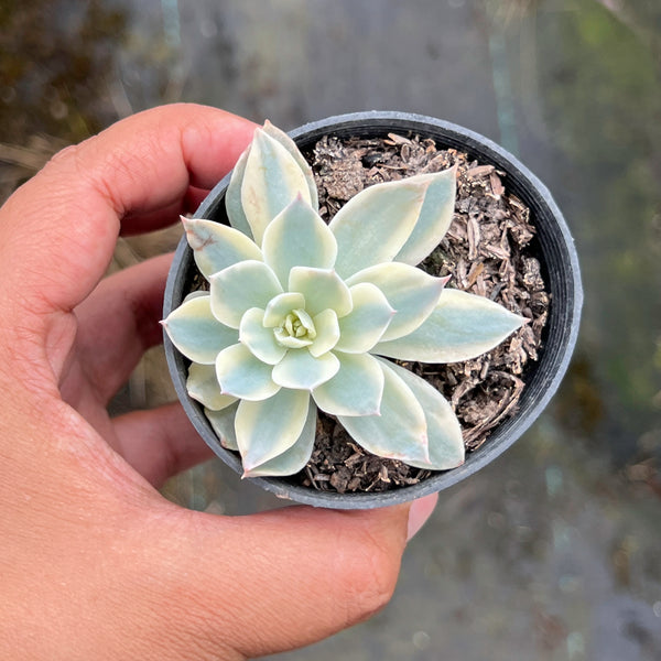 Echeveria Subsessilis Variegated – LET LOVE GROW (Succulent & Cactus)