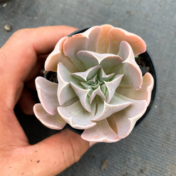swan lake succulent Echeveria 'Swan Lake' – LET LOVE GROW (Succulent & Cactus)