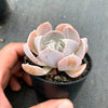 Echeveria ‘Swan Lake’