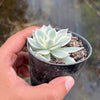 Echeveria Subsessilis Variegated