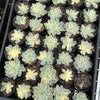 Echeveria Subsessilis Variegated