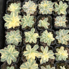 Echeveria Subsessilis Variegated