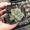 Echeveria Chroma