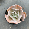 Echeveria ‘Swan Lake’