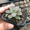 Echeveria Chroma