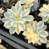 Echeveria Subsessilis Variegated