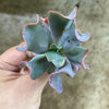 Echeveria 'Culibra'