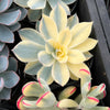 Echeveria Subsessilis Variegated