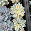 Echeveria Subsessilis Variegated