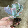 Echeveria 'Culibra'