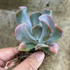 Echeveria 'Culibra'
