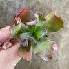 Echeveria 'Culibra'