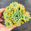 Echeveria 'Mystery Madam'