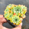 Echeveria 'Mystery Madam'
