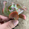 Echeveria 'Culibra'