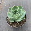 Echeveria simulans 'Laguna Sanchez'
