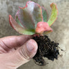 Echeveria 'Culibra'