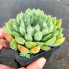 Echeveria 'Mystery Madam'