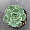 Echeveria simulans 'Laguna Sanchez'