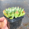 Echeveria 'Mystery Madam'