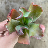 Echeveria 'Culibra'