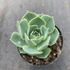 Echeveria simulans 'Laguna Sanchez'