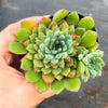 Echeveria 'Mystery Madam'