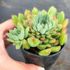 Echeveria 'Mystery Madam'