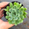 Echeveria 'Mystery Madam'