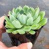 Echeveria 'Mystery Madam'