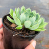 Echeveria 'Mystery Madam'