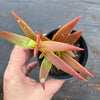 Crassula Fusca